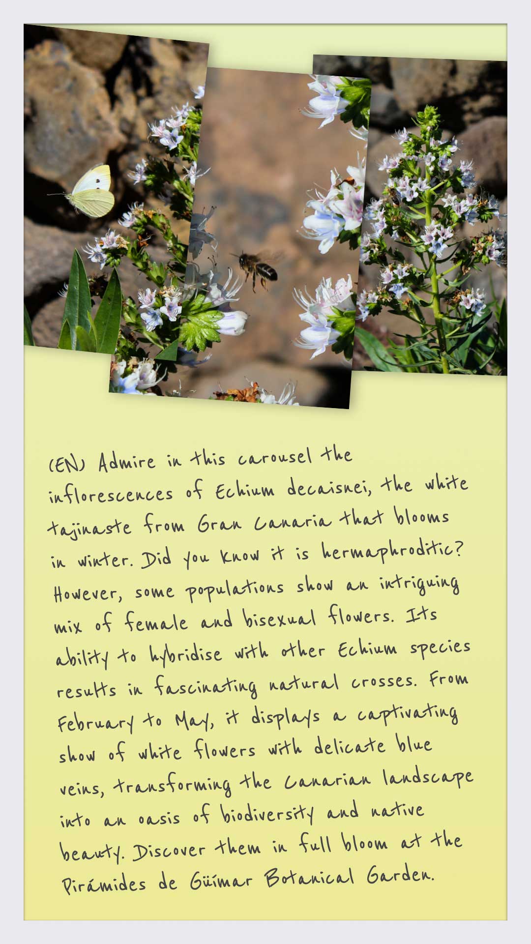 Instagram<br>@piramidesdeguimar (22-25) 2