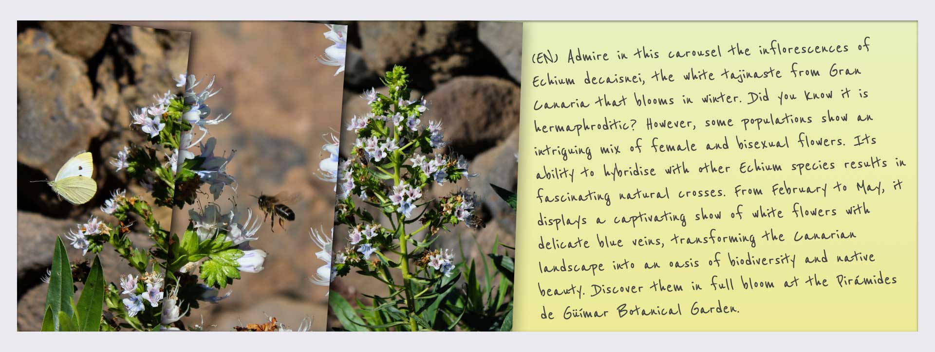 Instagram<br>@piramidesdeguimar (22-25) 1